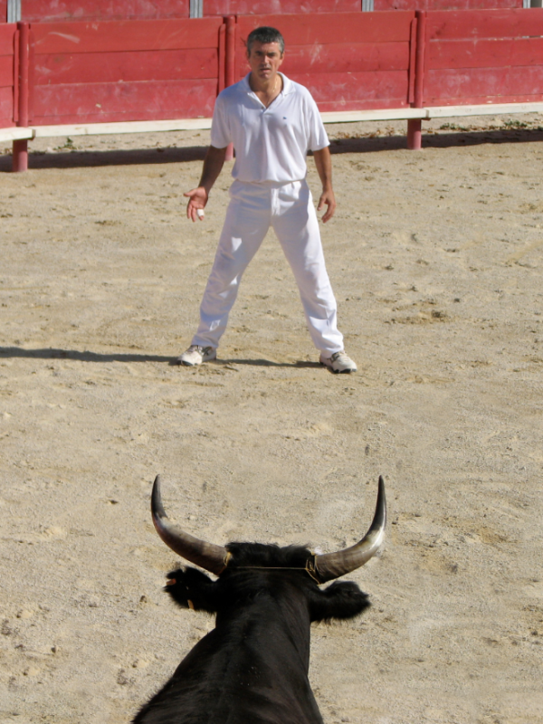 Experience the Essence of Camargue: Discover the Coursés Camarguaises during your stay in Saintes-Maries-de-la-Me