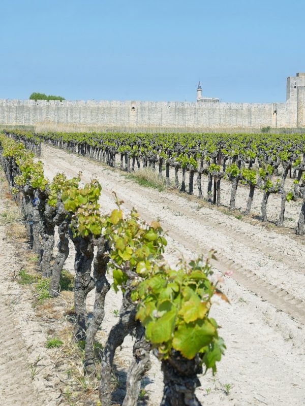 Vineyards with fortified wall of Aigues Mortes village in France